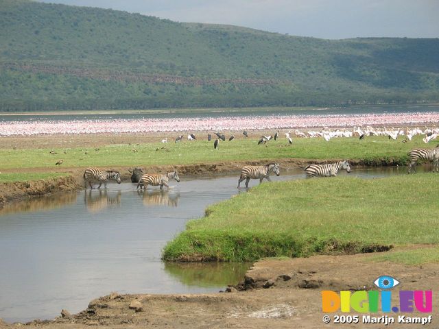 14398 Zebra corssing a river